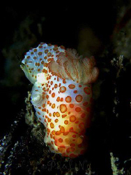 Nudi by Paul Ng 